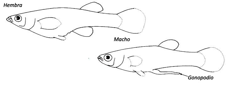 familia Poecillidae.jpg